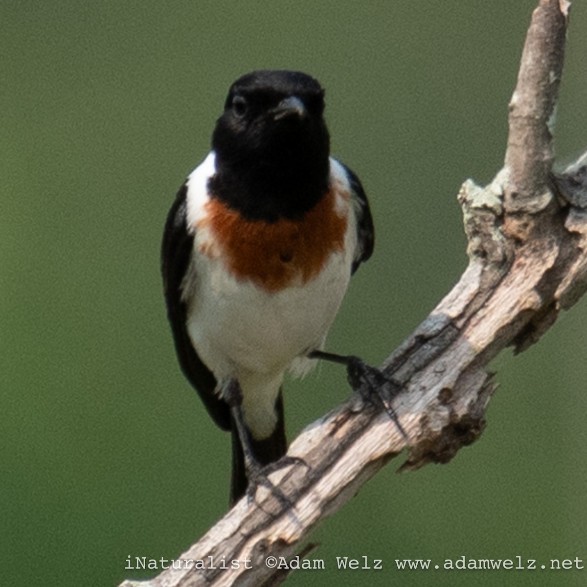 African Stonechat - ML621234273