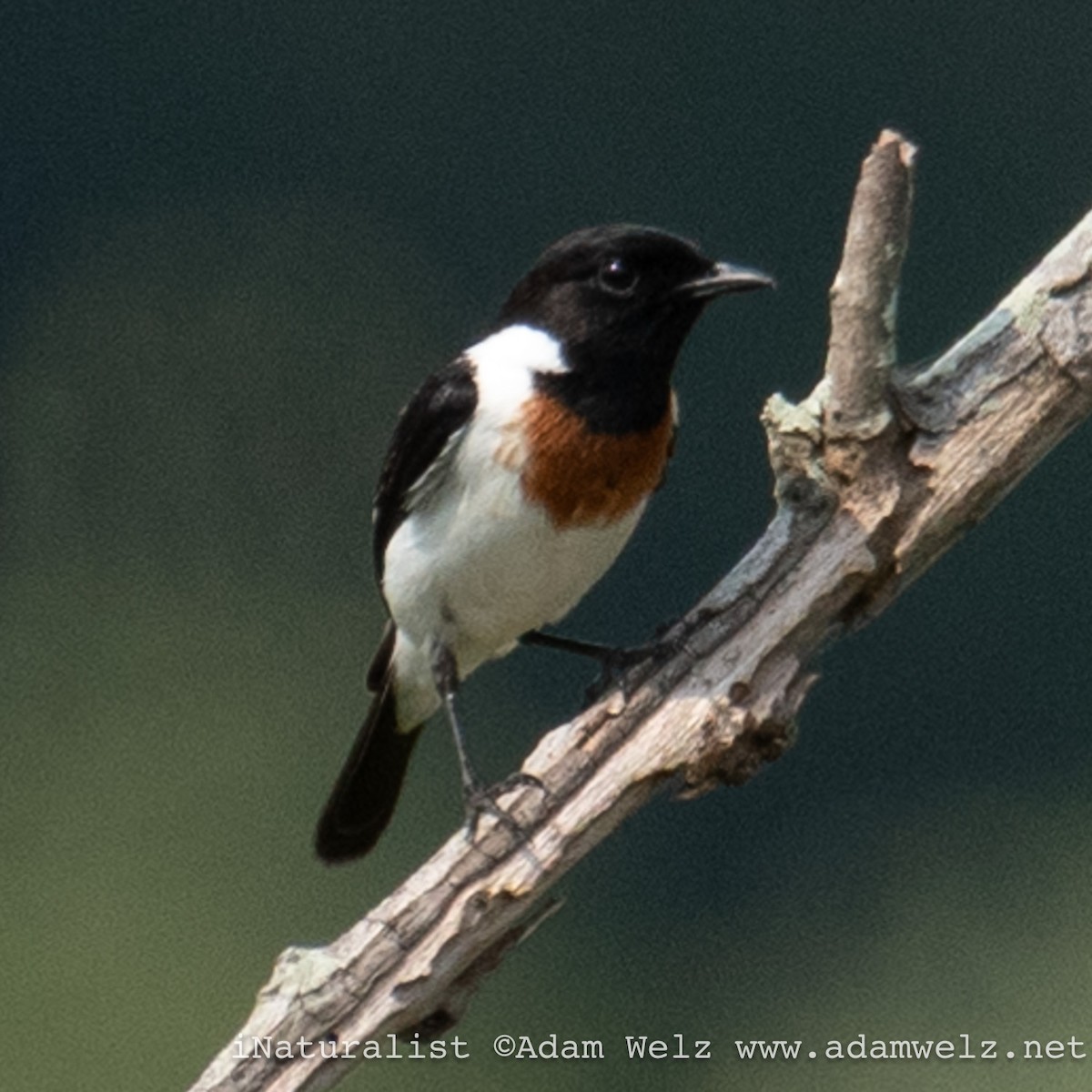 African Stonechat - ML621234274