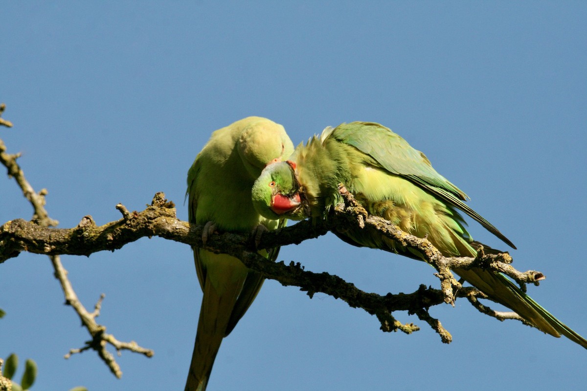 Alexandrine Parakeet - ML621234321
