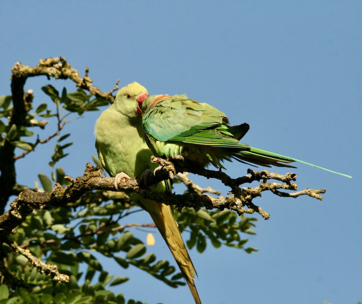Alexandrine Parakeet - ML621234322