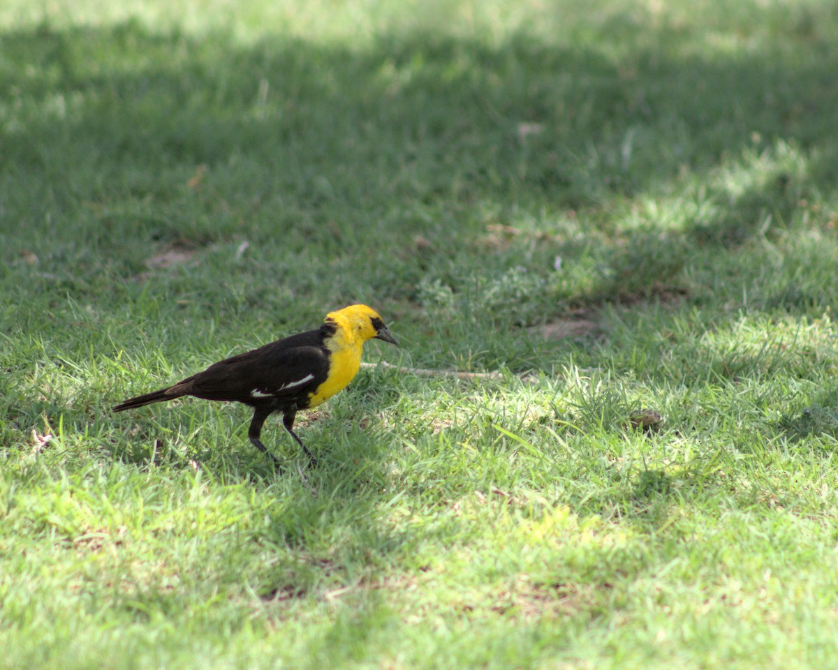 Yellow-headed Blackbird - ML621234326