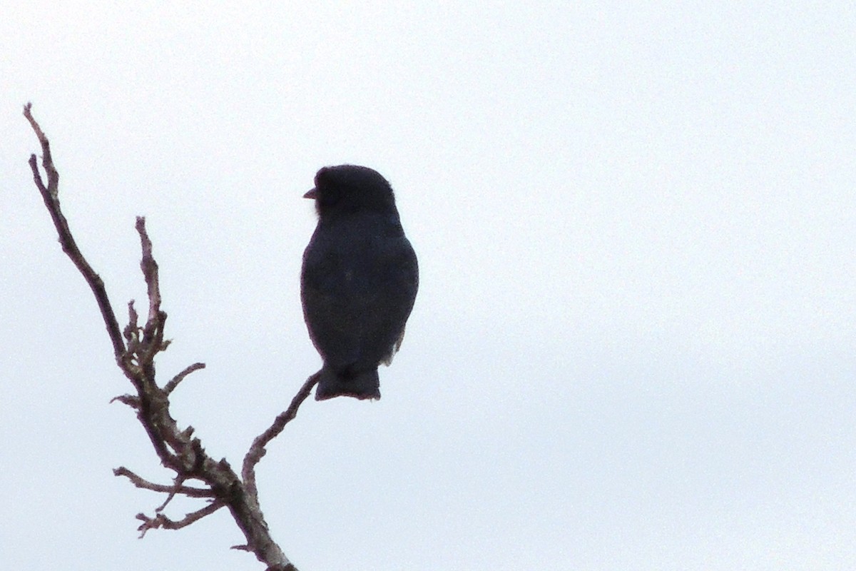 Swallow-winged Puffbird - ML621234359