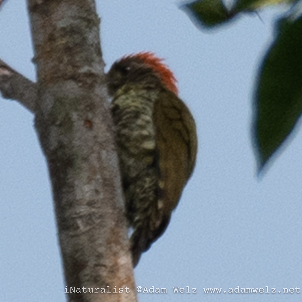 Gabon Woodpecker - ML621234407