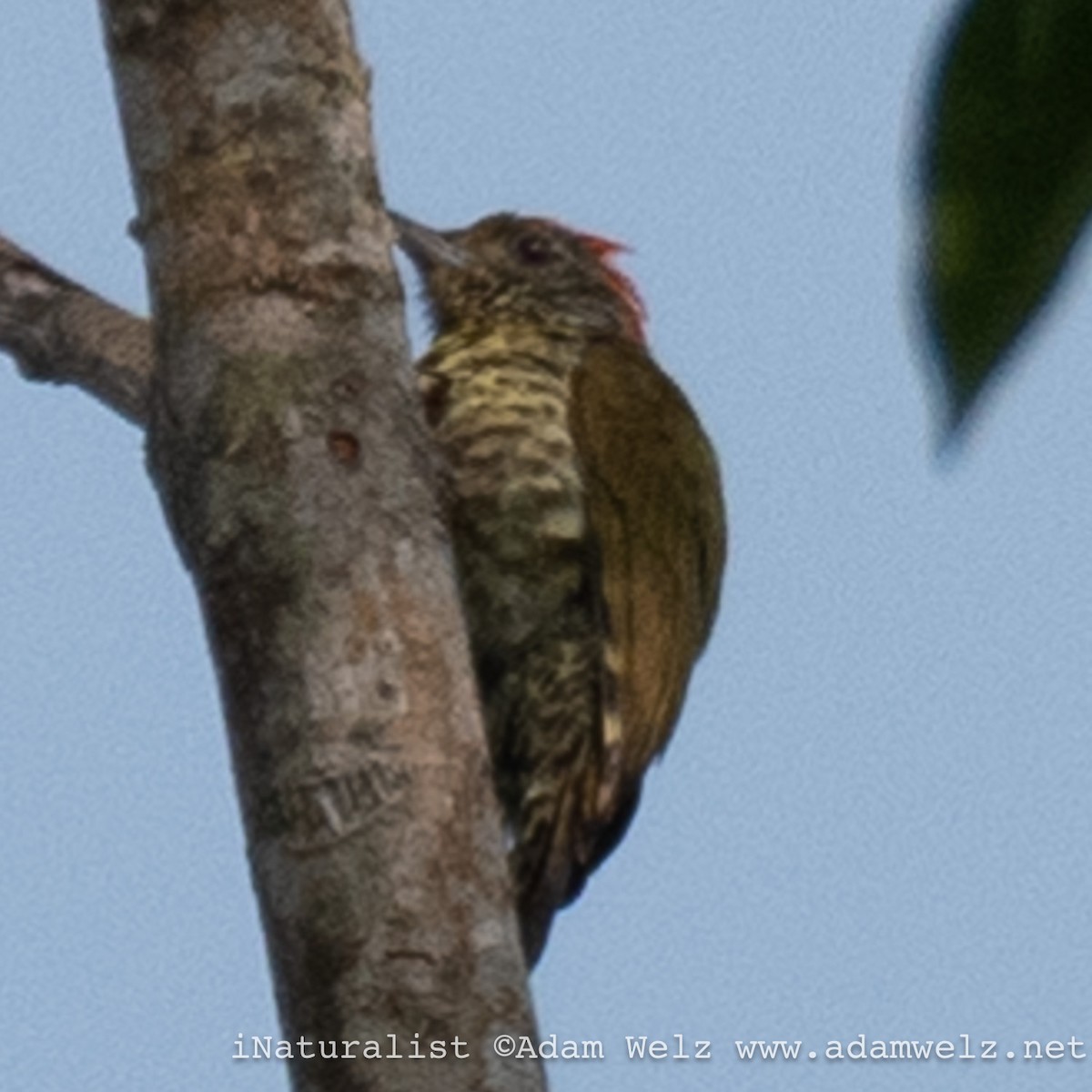 Gabon Woodpecker - ML621234408
