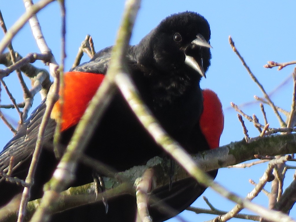Red-winged Blackbird - ML621234424