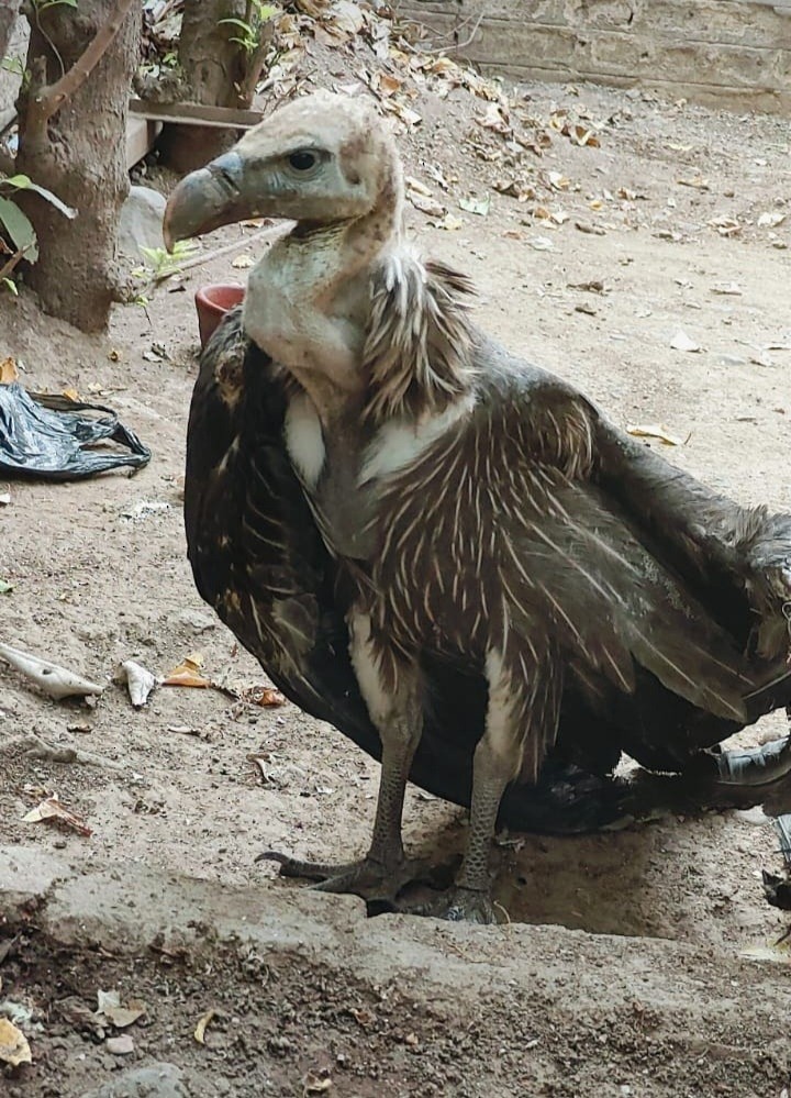 Indian Vulture - ML621234426