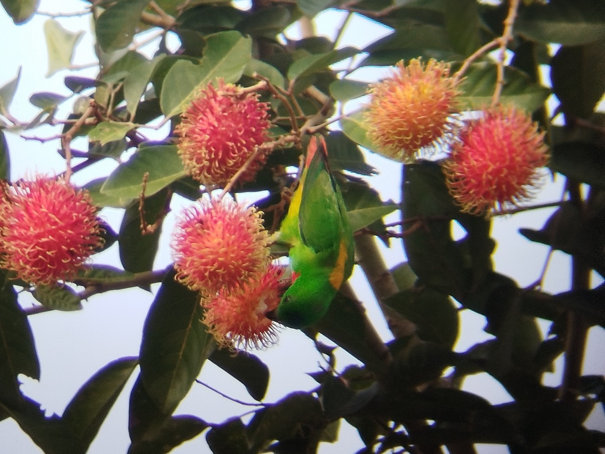Blue-crowned Hanging-Parrot - ML621234450