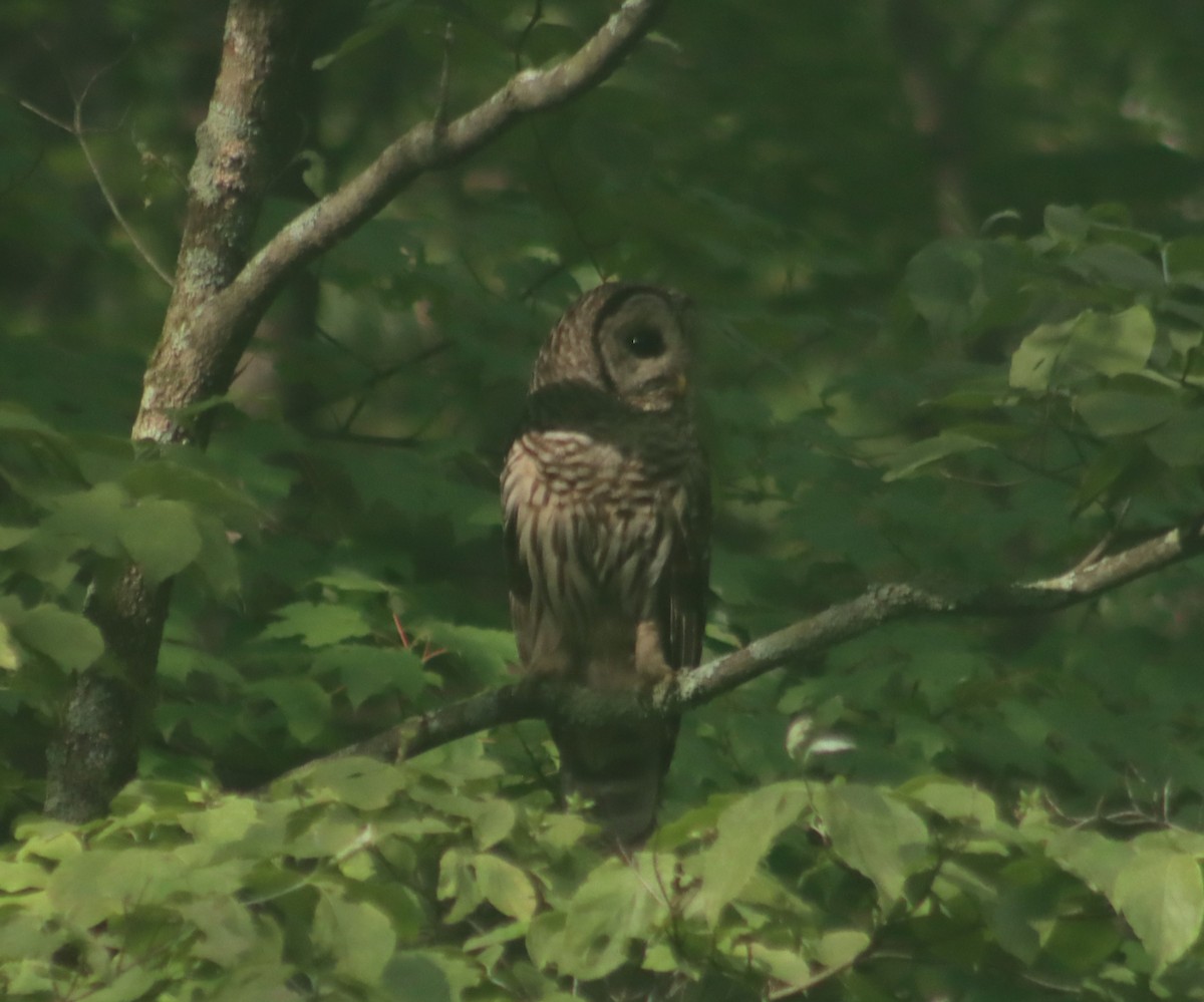 Barred Owl - ML621234456