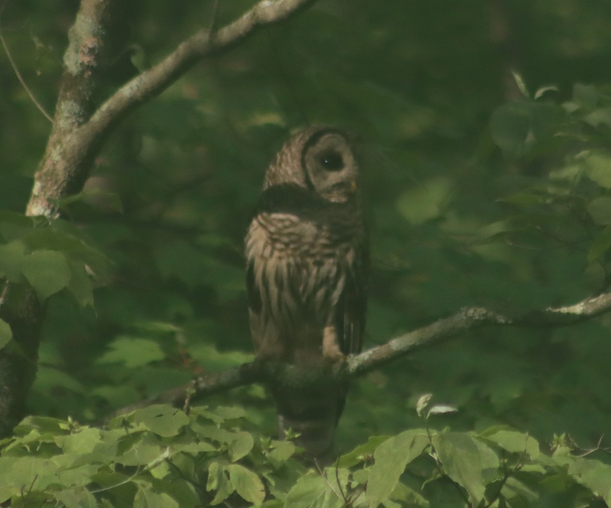 Barred Owl - ML621234459