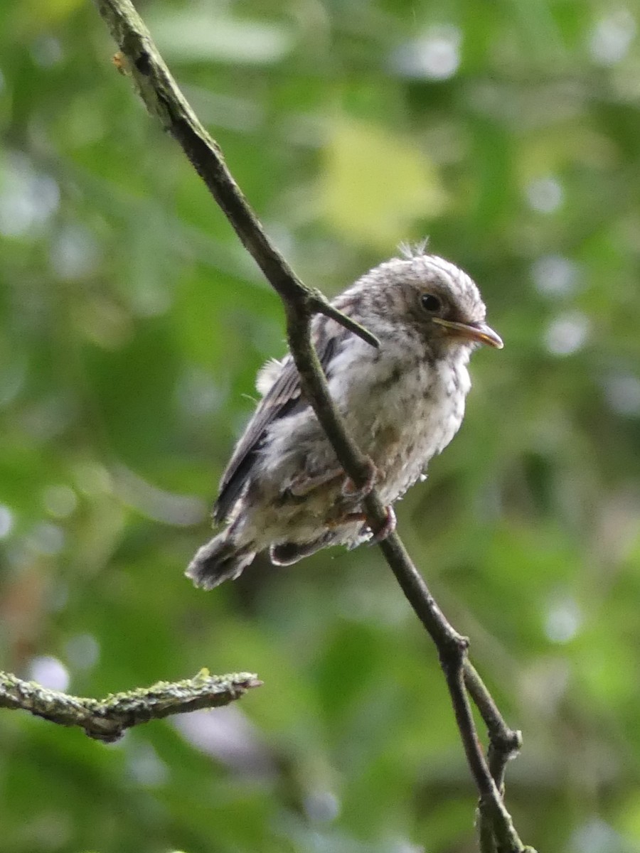 Spotted Flycatcher (Spotted) - ML621234463