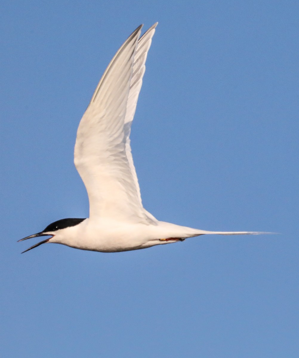 Roseate Tern - ML621234489