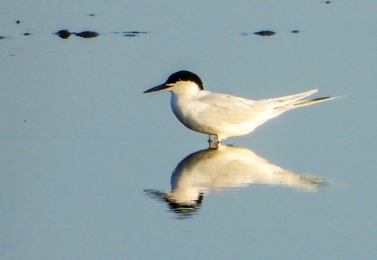 Roseate Tern - ML621234504