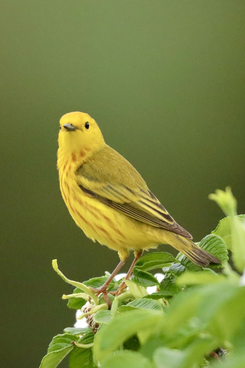 Yellow Warbler - MacKenzie McKnight