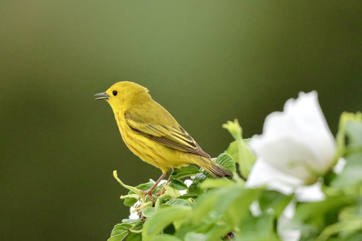 Yellow Warbler (Northern) - ML621234510