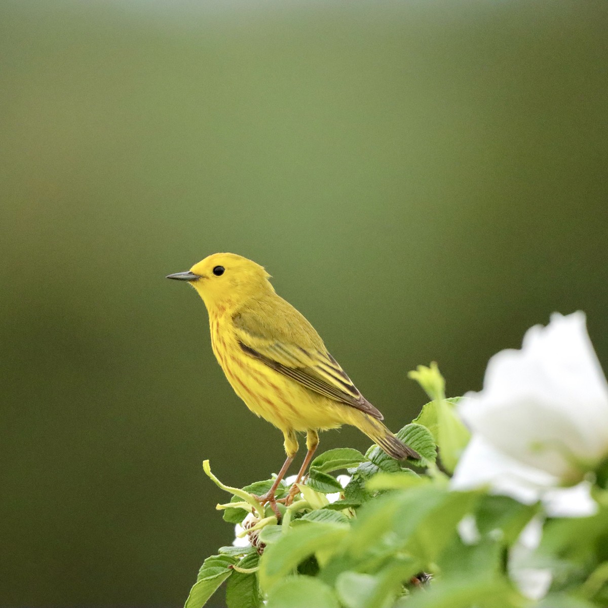 Yellow Warbler (Northern) - ML621234511