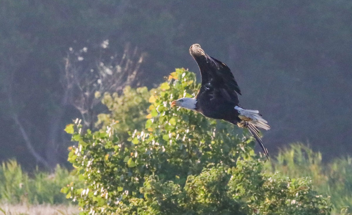 Weißkopf-Seeadler - ML621234514