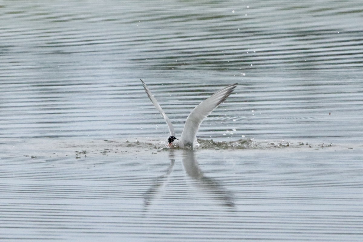 Common Tern - ML621234522