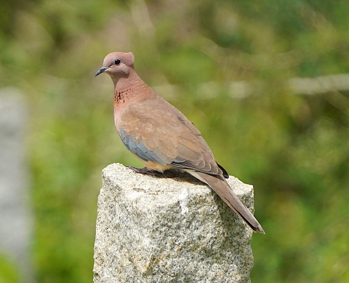 Laughing Dove - ML621234523