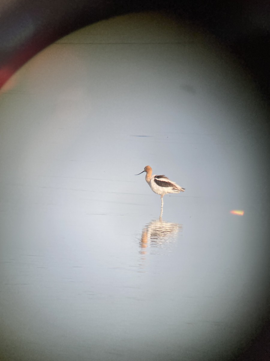 American Avocet - ML621234574