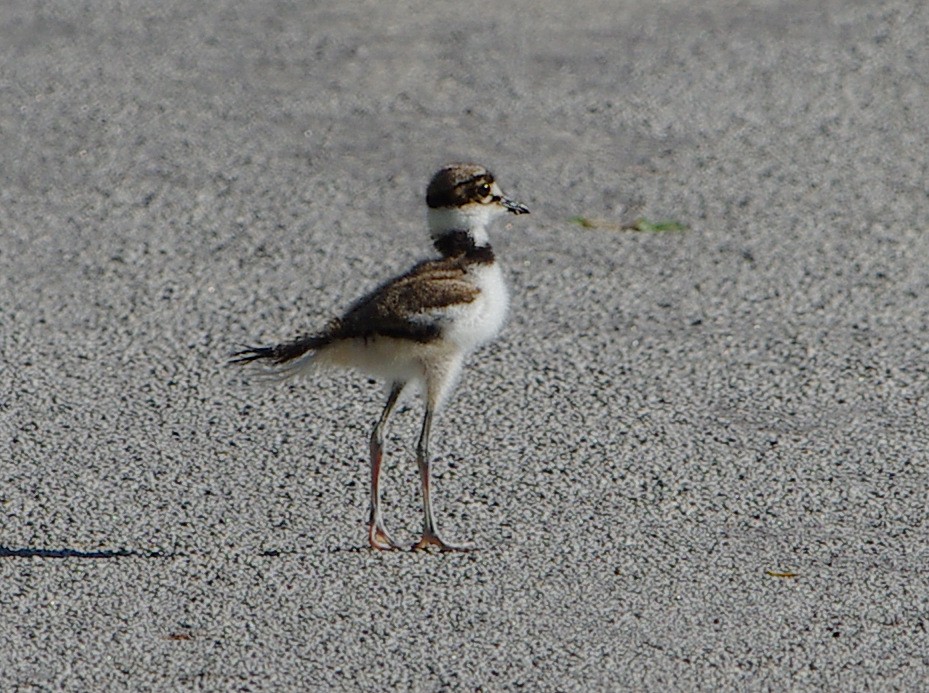 Killdeer - ML621234666