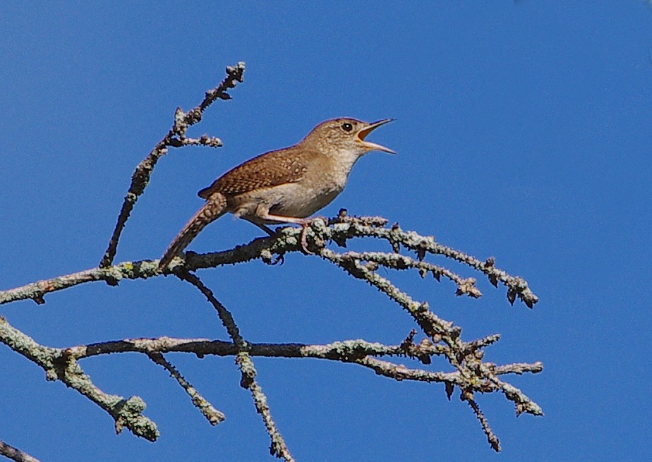 Northern House Wren - ML621234667