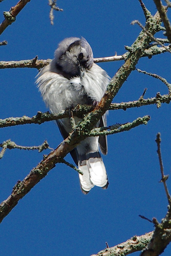 Chara Azul - ML621234670