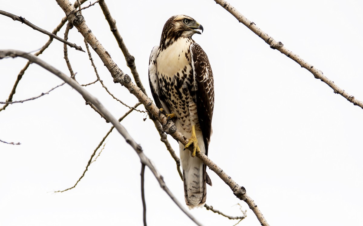 Red-tailed Hawk - ML621234689
