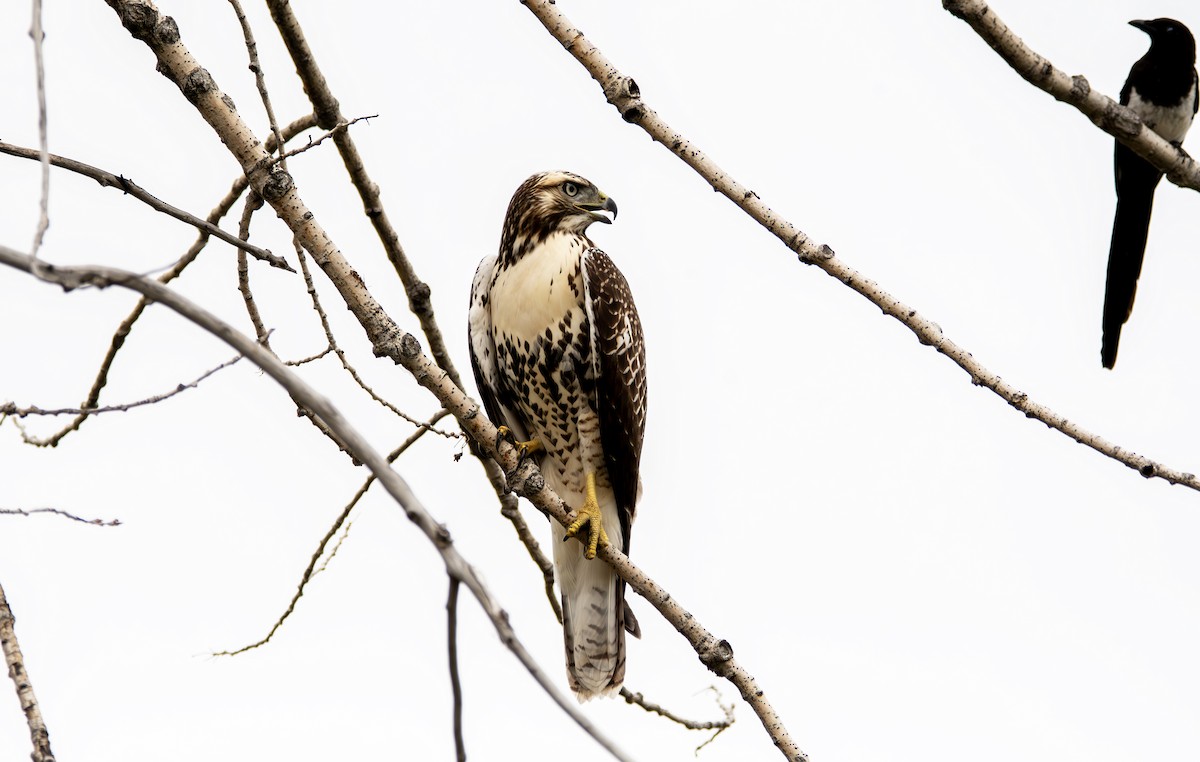 Red-tailed Hawk - ML621234690