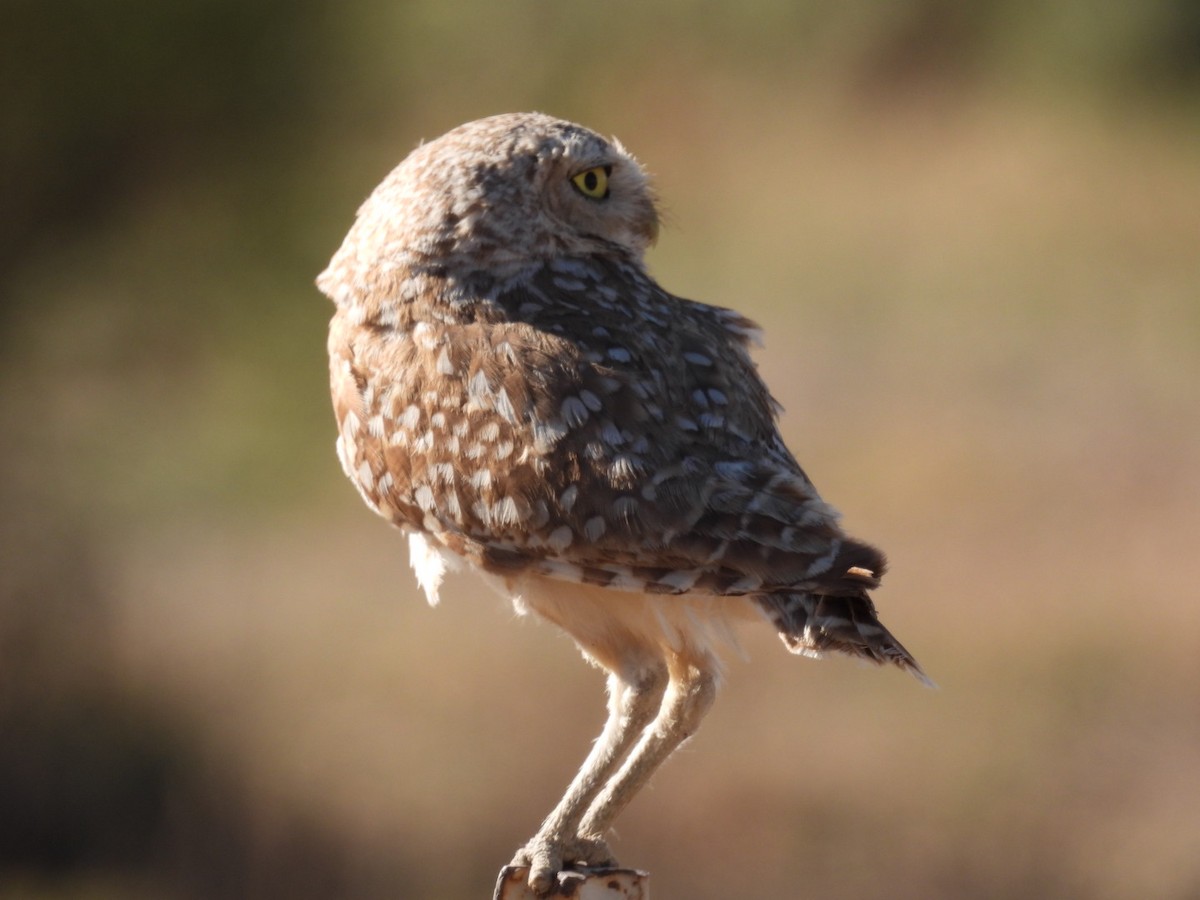Burrowing Owl - ML621234703