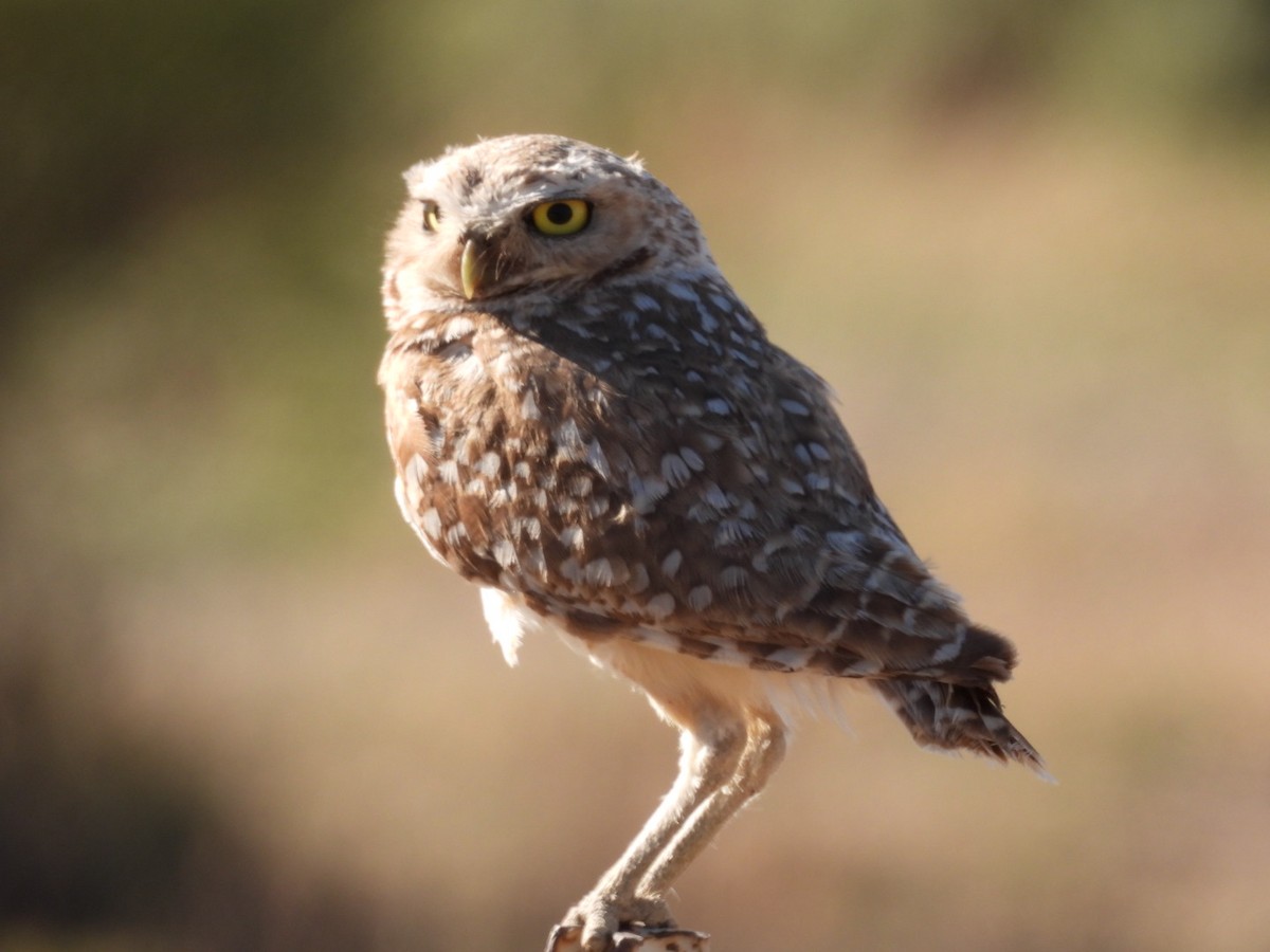 Burrowing Owl - ML621234704