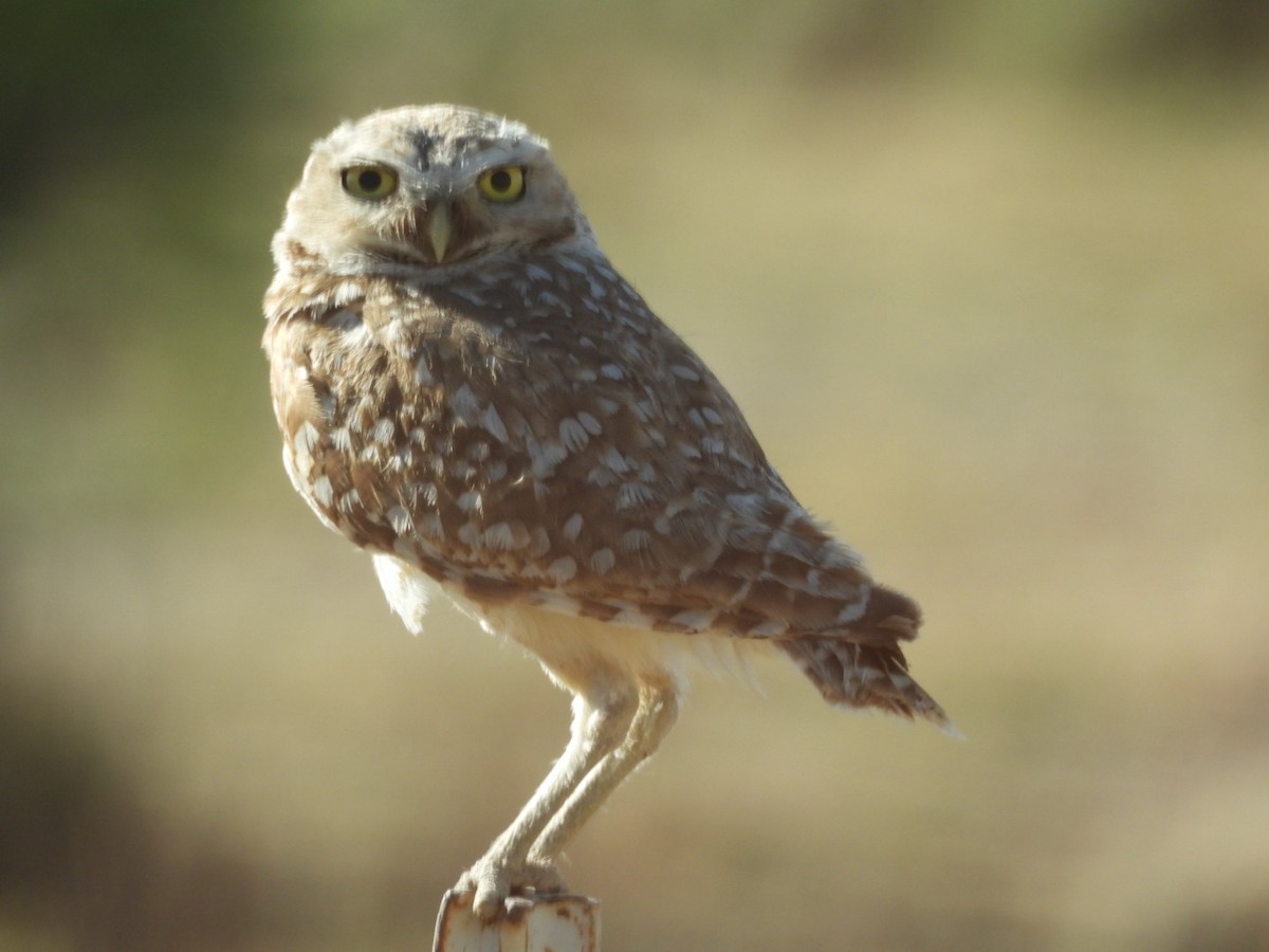 Burrowing Owl - ML621234705
