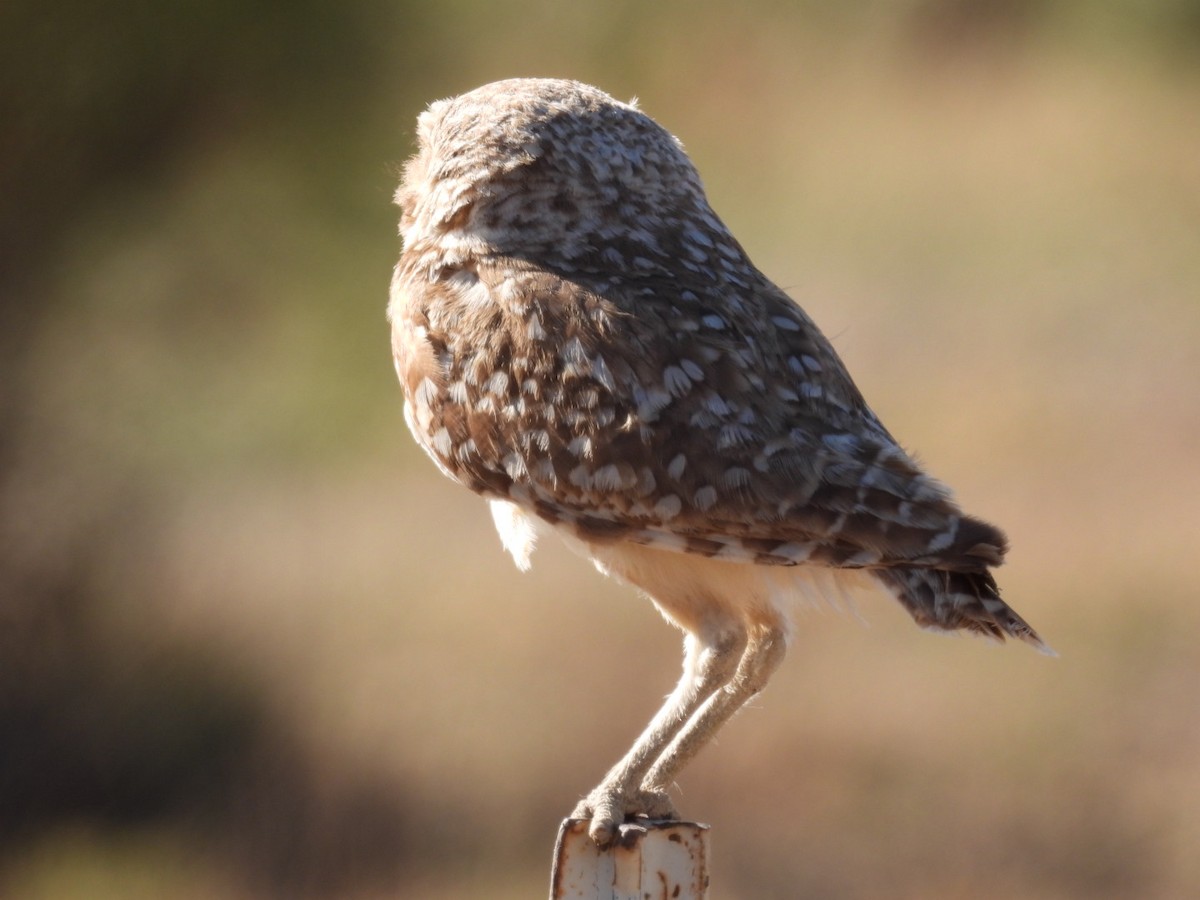 Burrowing Owl - ML621234706