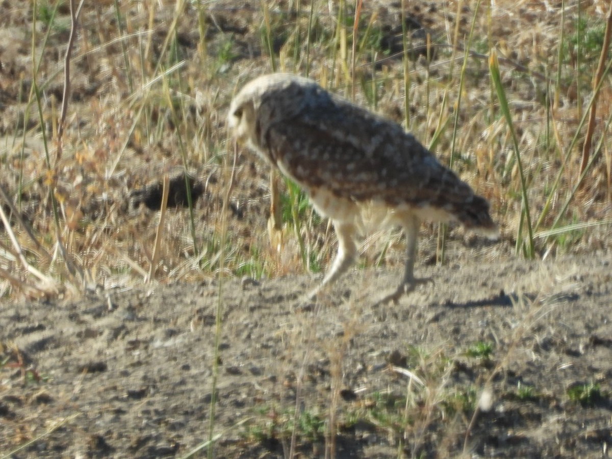 Burrowing Owl - ML621234707