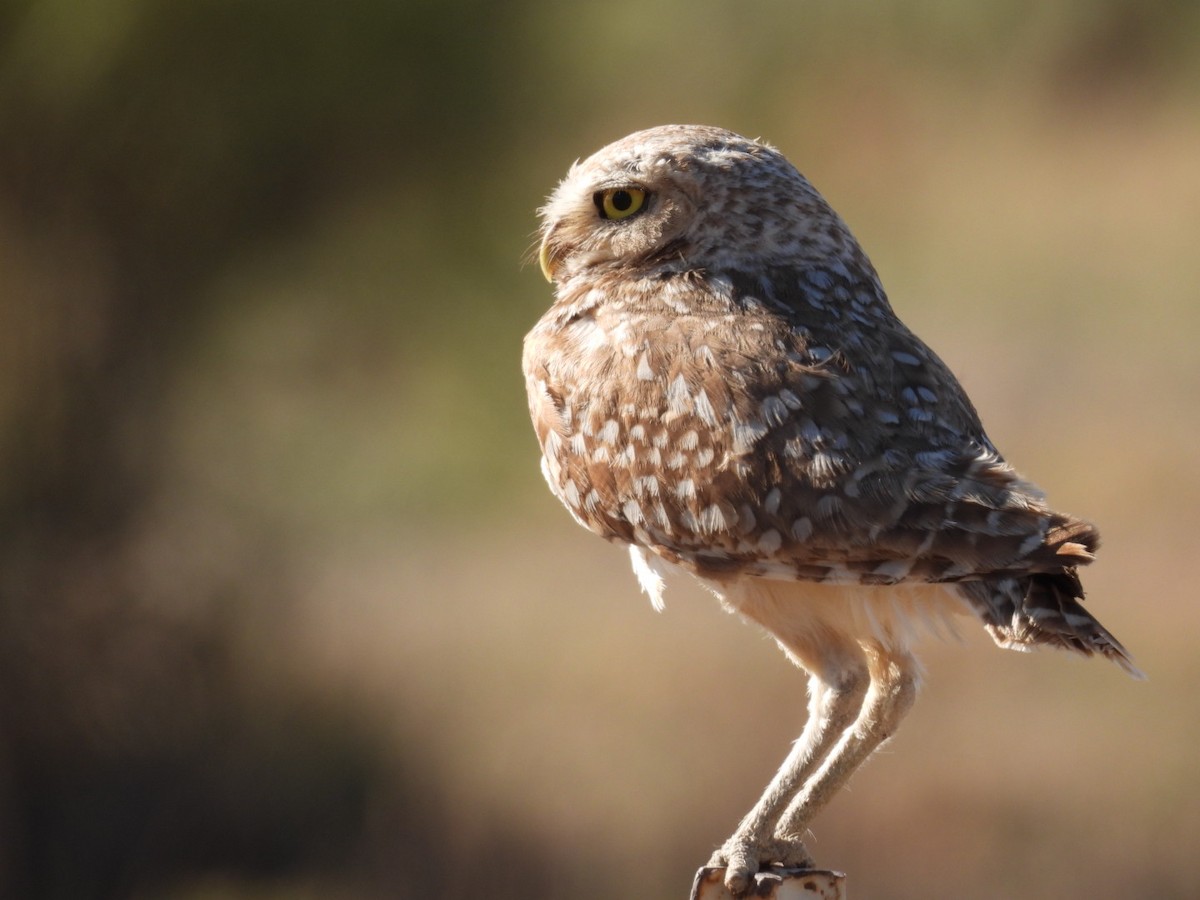 Burrowing Owl - ML621234708