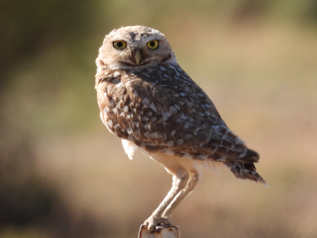 Burrowing Owl - ML621234709
