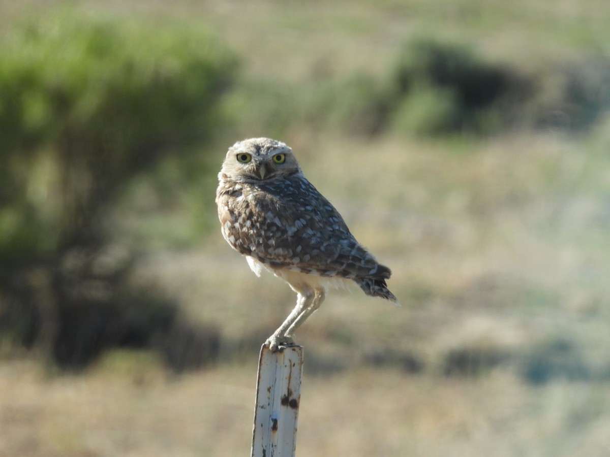 Burrowing Owl - ML621234710