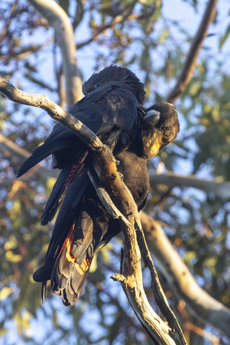 kakadu hnědohlavý - ML621234713