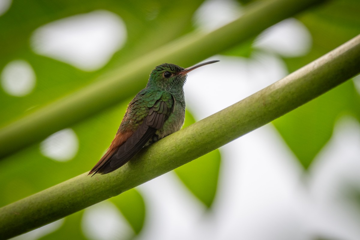 Rufous-tailed Hummingbird - ML621234736
