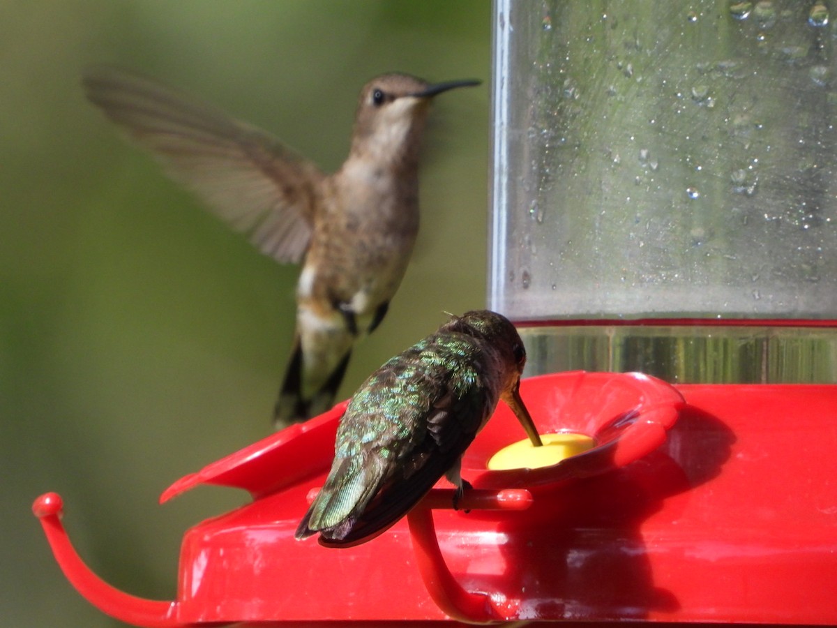 Ruby-throated Hummingbird - ML621234763