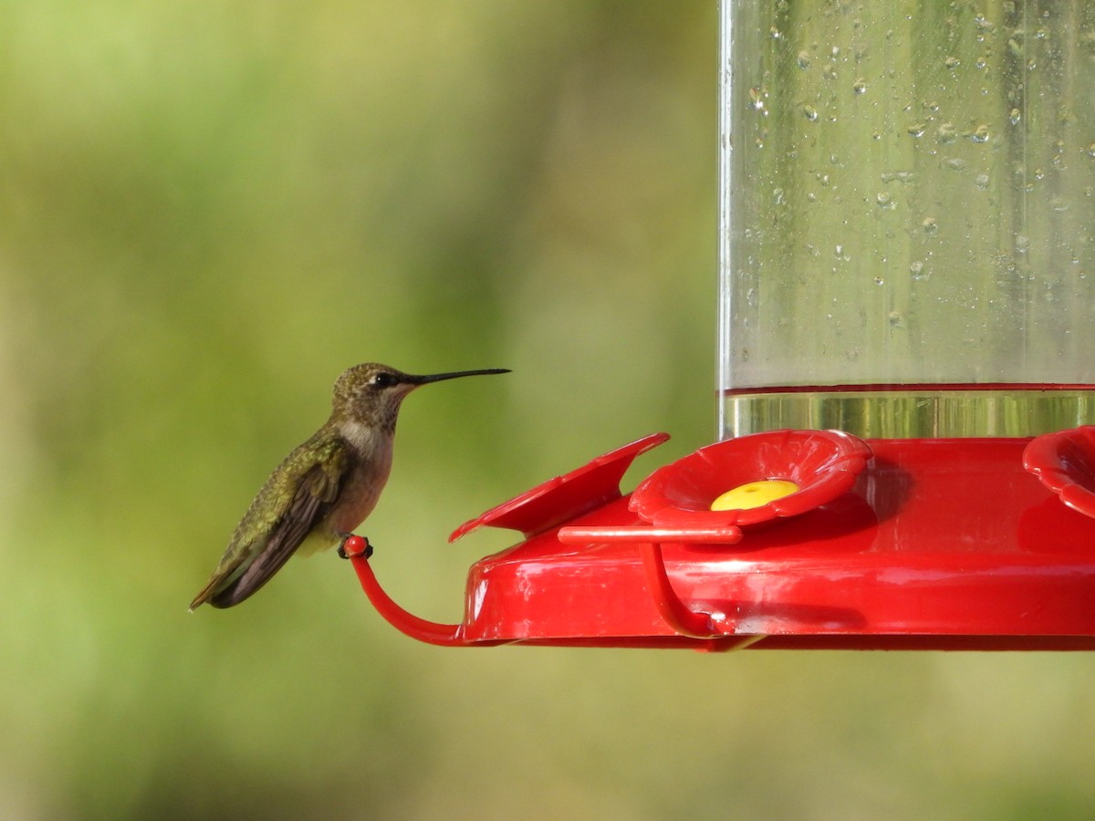 Ruby-throated Hummingbird - ML621234764