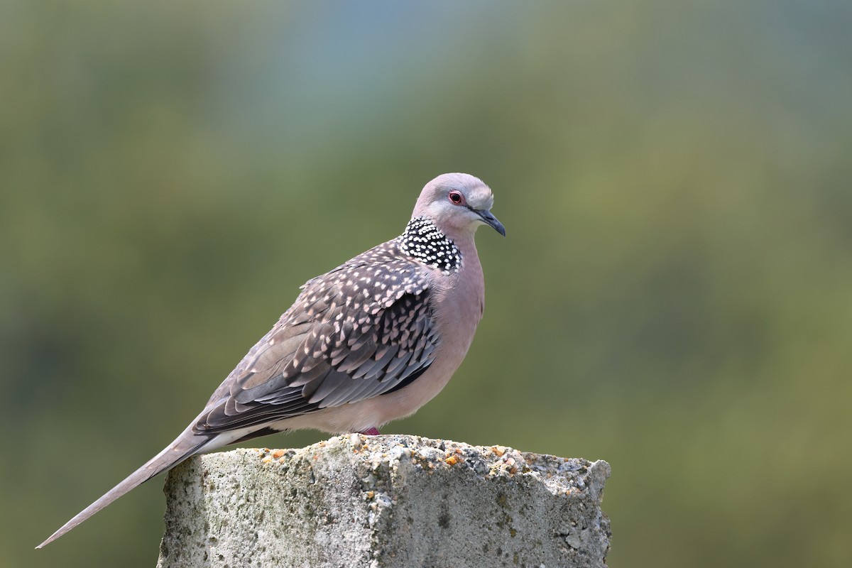 Spotted Dove - ML621234765