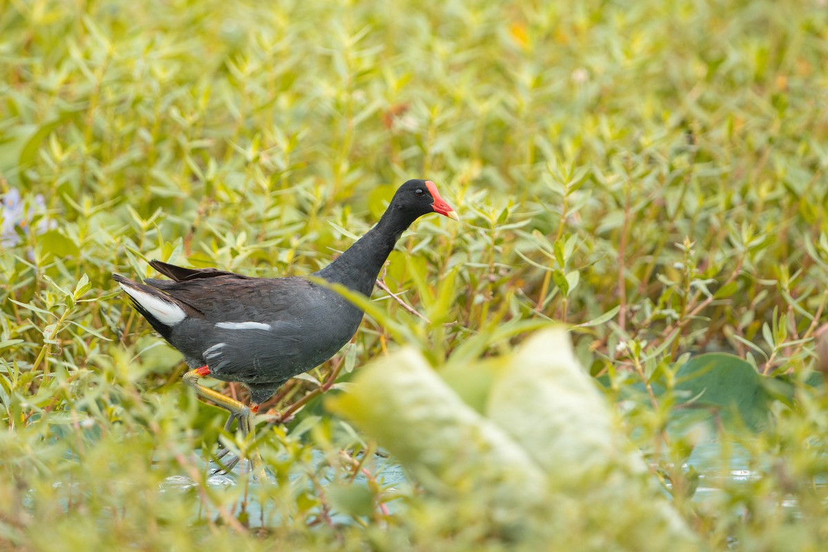 Common Gallinule - ML621234766