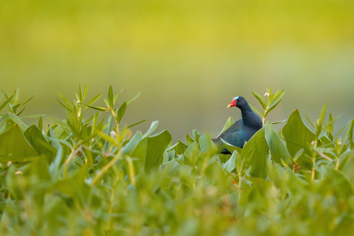 Purple Gallinule - ML621234774