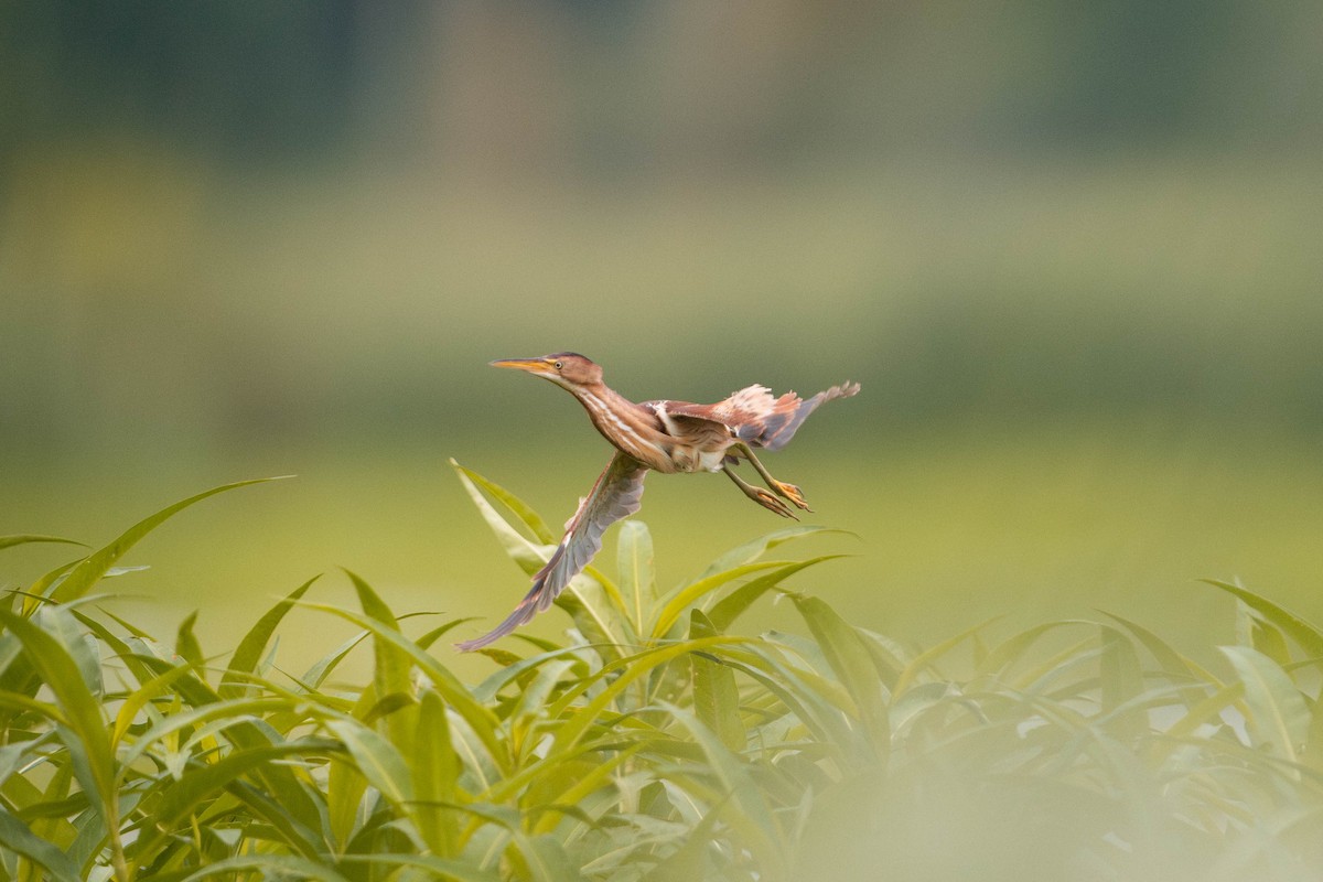 Least Bittern - ML621234780