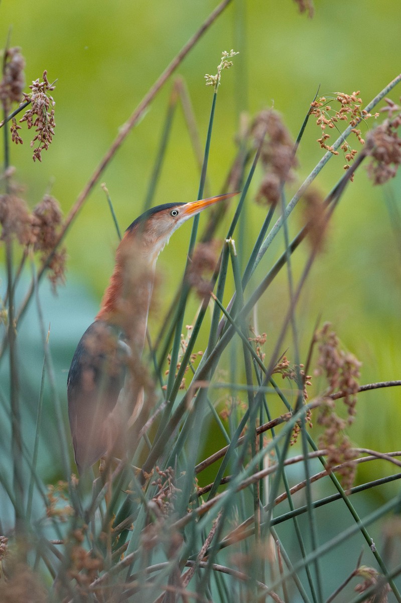 Least Bittern - ML621234781