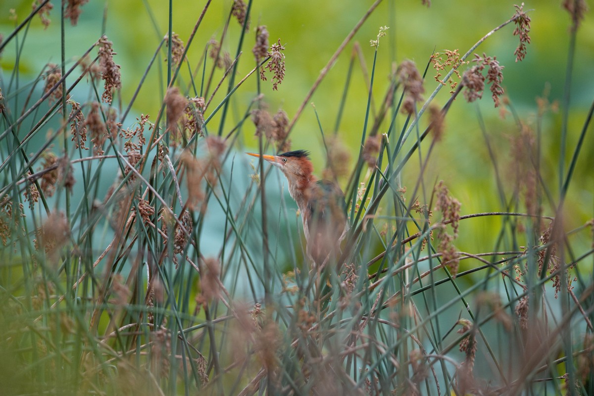 Least Bittern - ML621234782