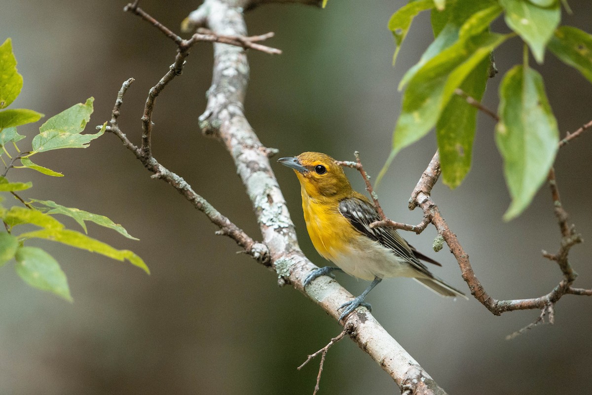 Yellow-throated Vireo - ML621234784
