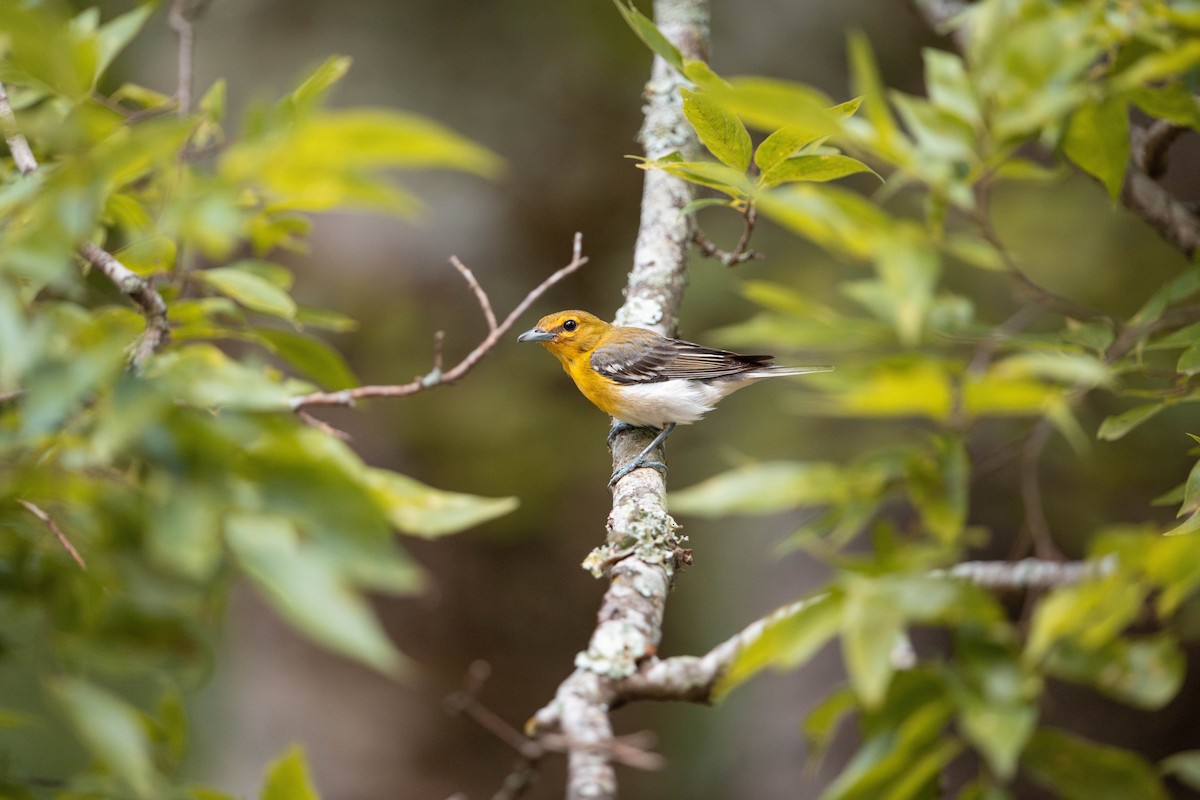 Yellow-throated Vireo - ML621234785
