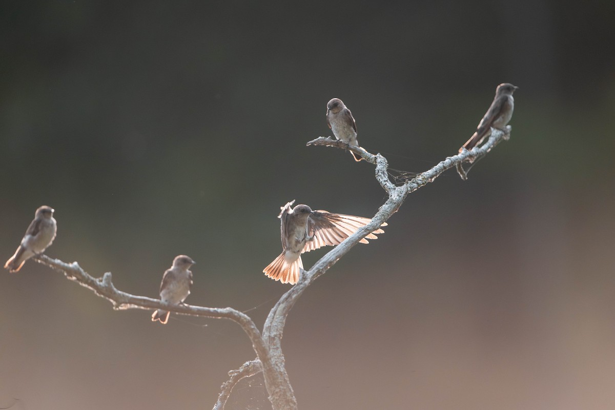 Northern Rough-winged Swallow - ML621234790