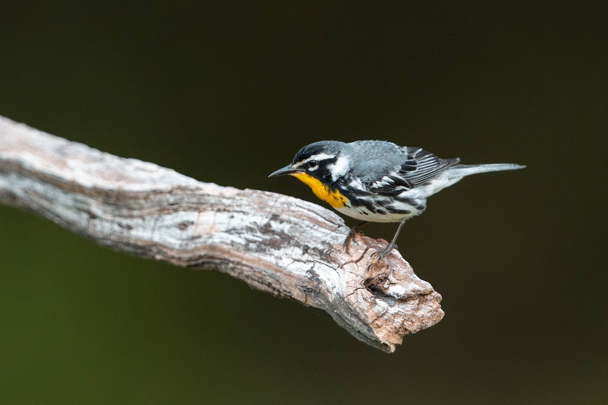 Yellow-throated Warbler - ML621234795